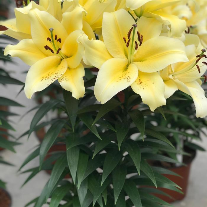 G6374 Lilium X Hybrida Asiaticum Longiflorum 27summer Sky 27 5 B2635fc4 0fa1 4912 9aa0 Df19b0ce432c from www redcrocus com