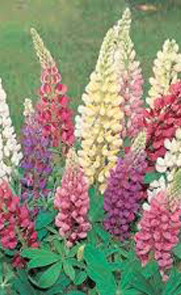 G6377 Lupinus X Mini Gallery Mix - View 10 from www redcrocus com