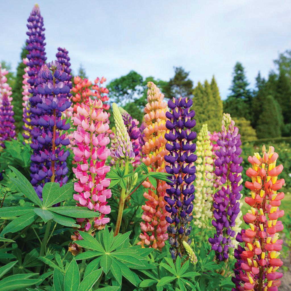 G6377 Lupinus X Mini Gallery Mix - View 11 from www redcrocus com