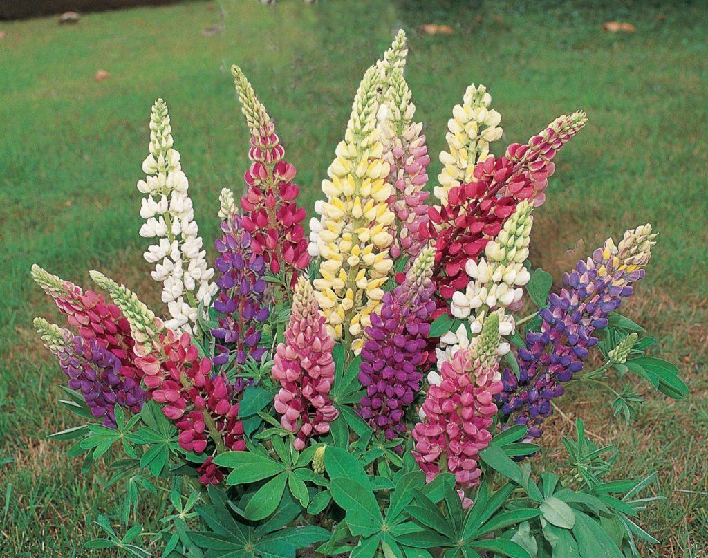G6377 Lupinus X Mini Gallery Mix - View 13 from www redcrocus com