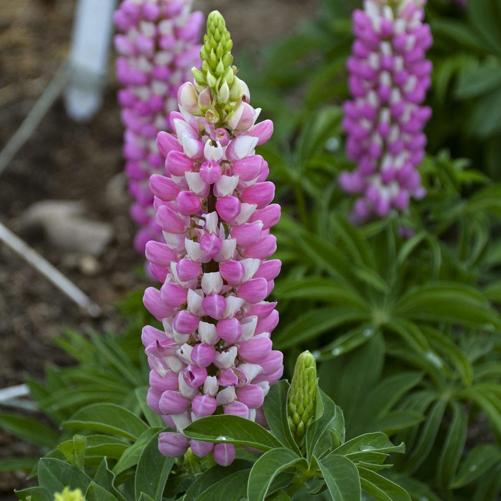 G6377 Lupinus X Mini Gallery Mix - View 14 from www redcrocus com