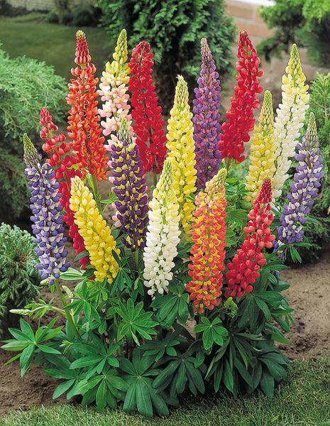G6377 Lupinus X Mini Gallery Mix - View 16 from www redcrocus com