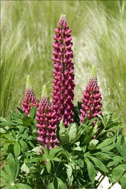 G6377 Lupinus X Mini Gallery Mix - View 17 from www redcrocus com