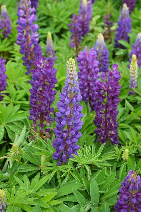 G6377 Lupinus X Mini Gallery Mix - View 18 from www redcrocus com
