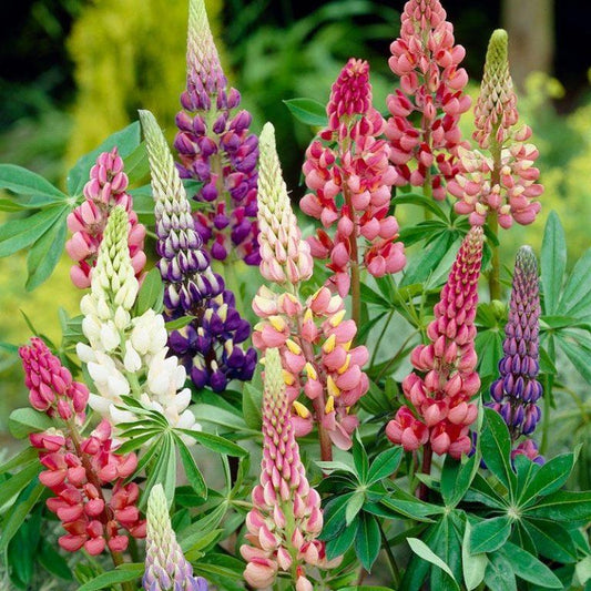 G6377 Lupinus X Mini Gallery Mix - View 1 from www redcrocus com