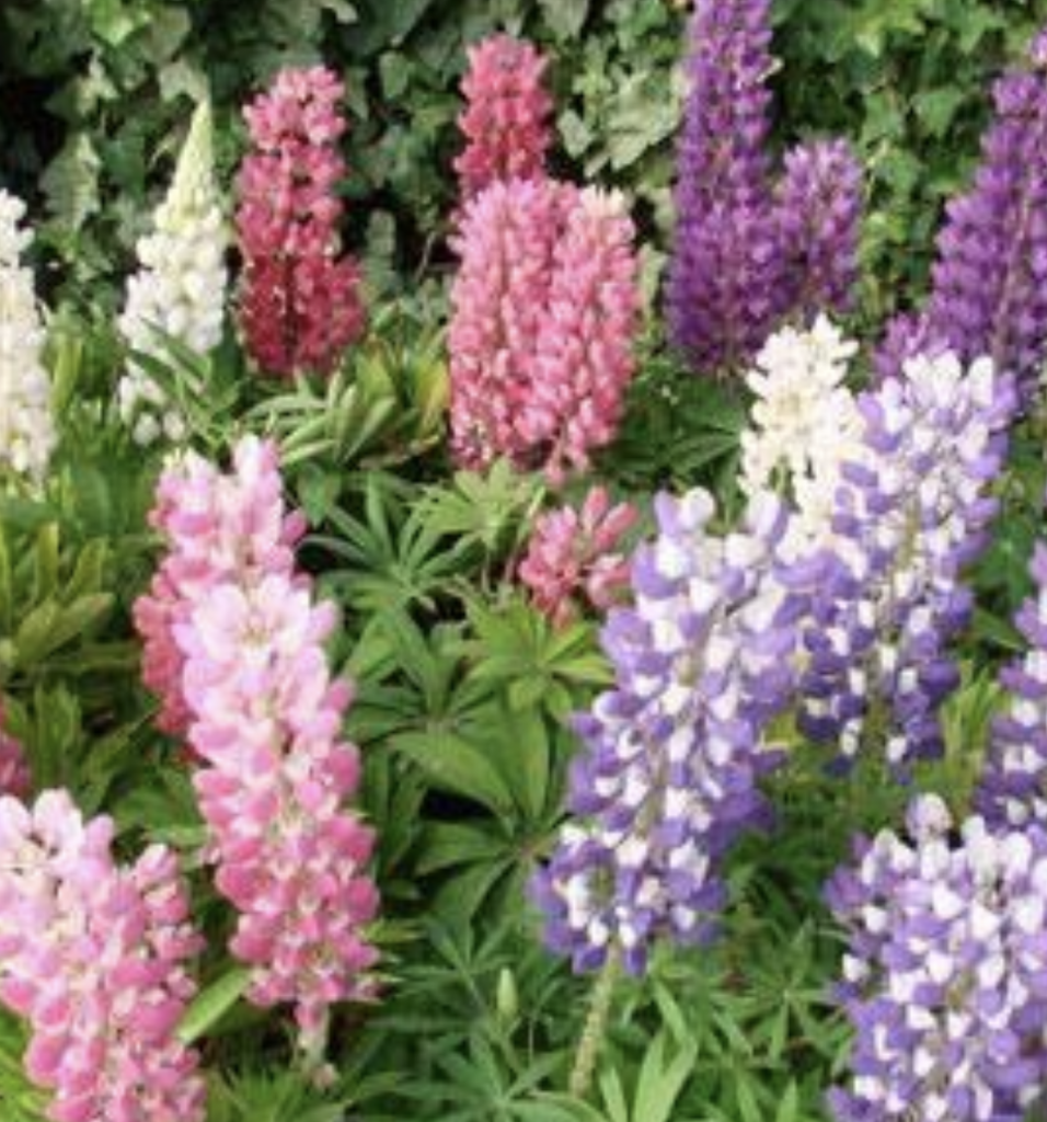 G6377 Lupinus X Mini Gallery Mix - View 2 from www redcrocus com