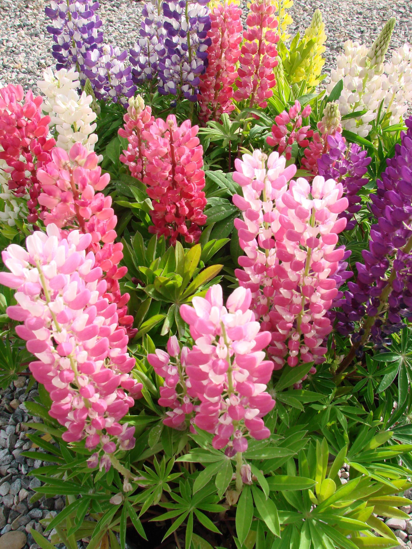 G6377 Lupinus X Mini Gallery Mix - View 3 from www redcrocus com
