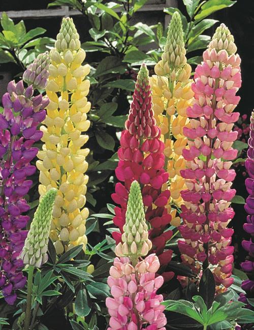G6377 Lupinus X Mini Gallery Mix - View 4 from www redcrocus com