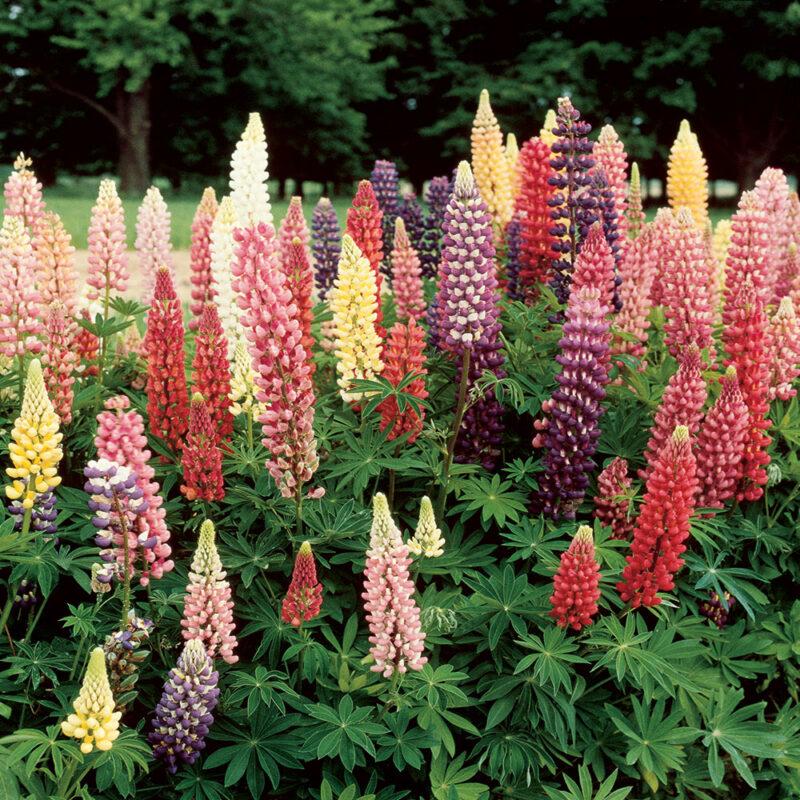 G6377 Lupinus X Mini Gallery Mix - View 5 from www redcrocus com