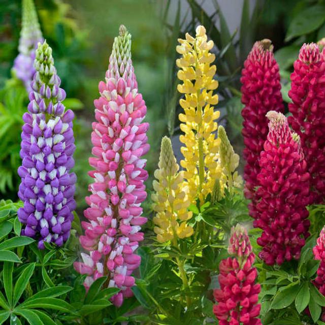 G6377 Lupinus X Mini Gallery Mix - View 7 from www redcrocus com