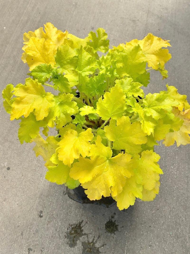 G6379 Heuchera X Lime Marmalade - View 10 from www redcrocus com