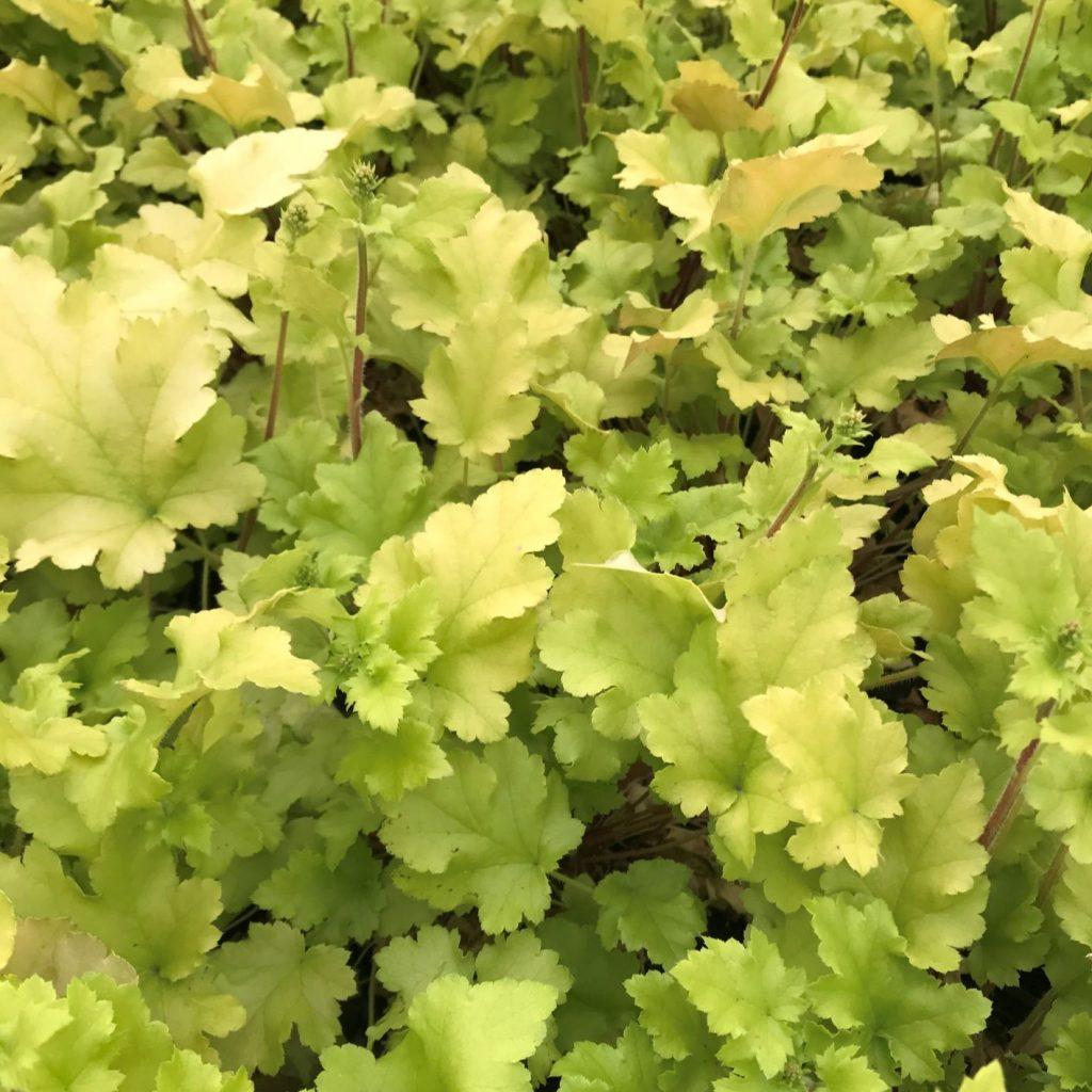 G6379 Heuchera X Lime Marmalade - View 12 from www redcrocus com