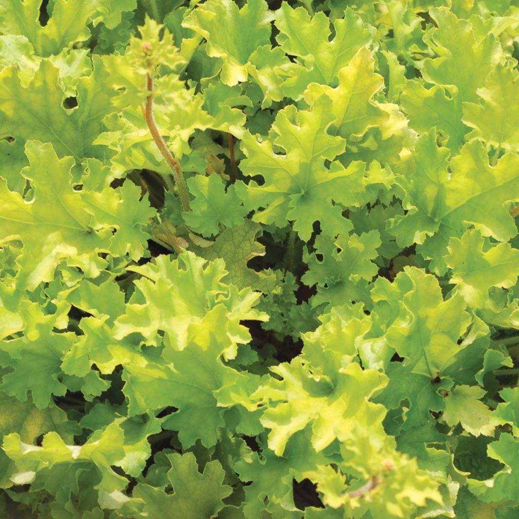 G6379 Heuchera X Lime Marmalade 14 A50f2475 Dd2c 4877 95c3 4275be7b4a66 from www redcrocus com