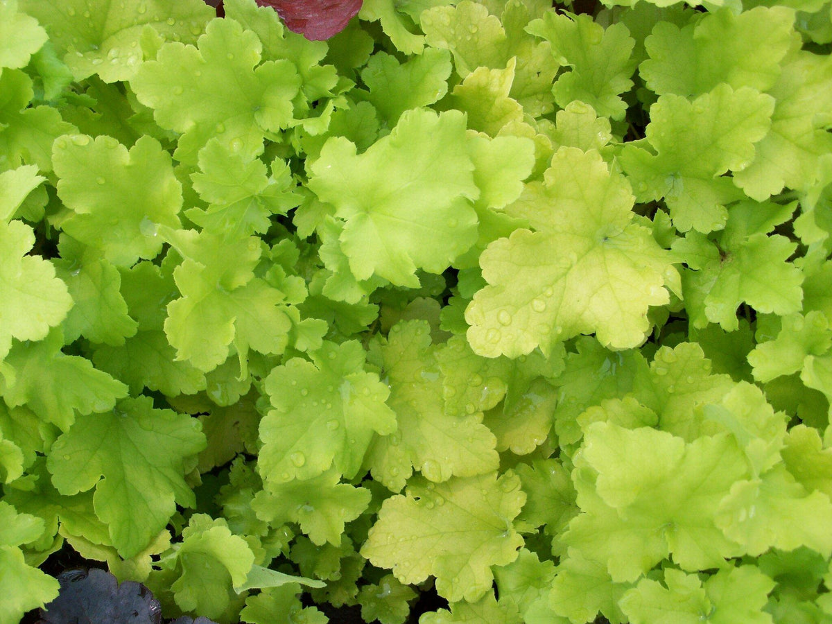 G6379 Heuchera X Lime Marmalade - View 15 from www redcrocus com