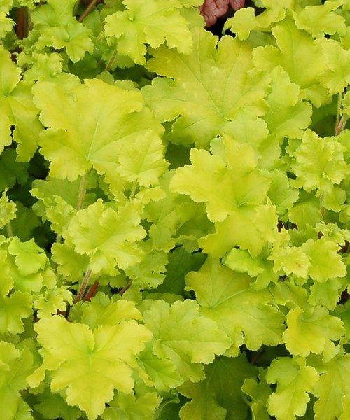 G6379 Heuchera X Lime Marmalade 19 00ccccd7 F7e2 40b3 B7a3 22f4e1e36e9e from www redcrocus com