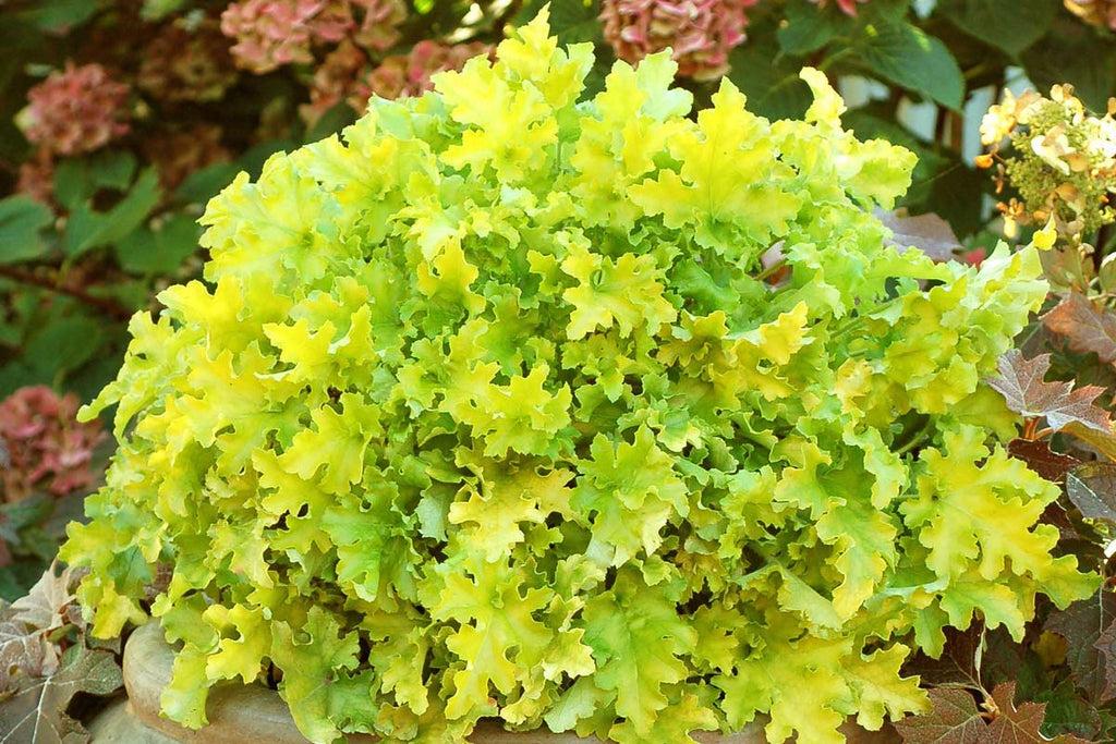 G6379 Heuchera X Lime Marmalade - View 1 from www redcrocus com