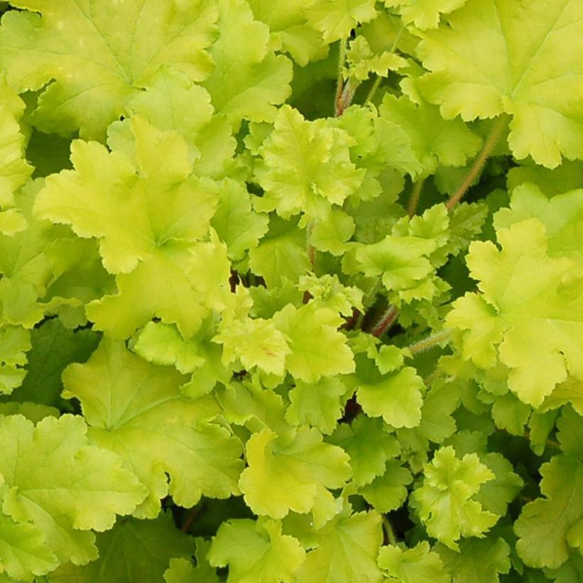 G6379 Heuchera X Lime Marmalade - View 20 from www redcrocus com