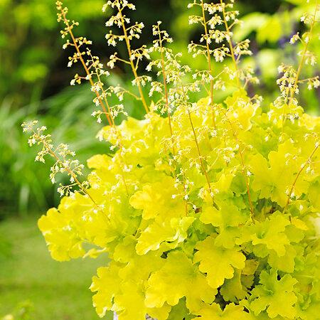 G6379 Heuchera X Lime Marmalade 3 Ed3c0639 1e54 406e 9473 3eb5a048186d from www redcrocus com