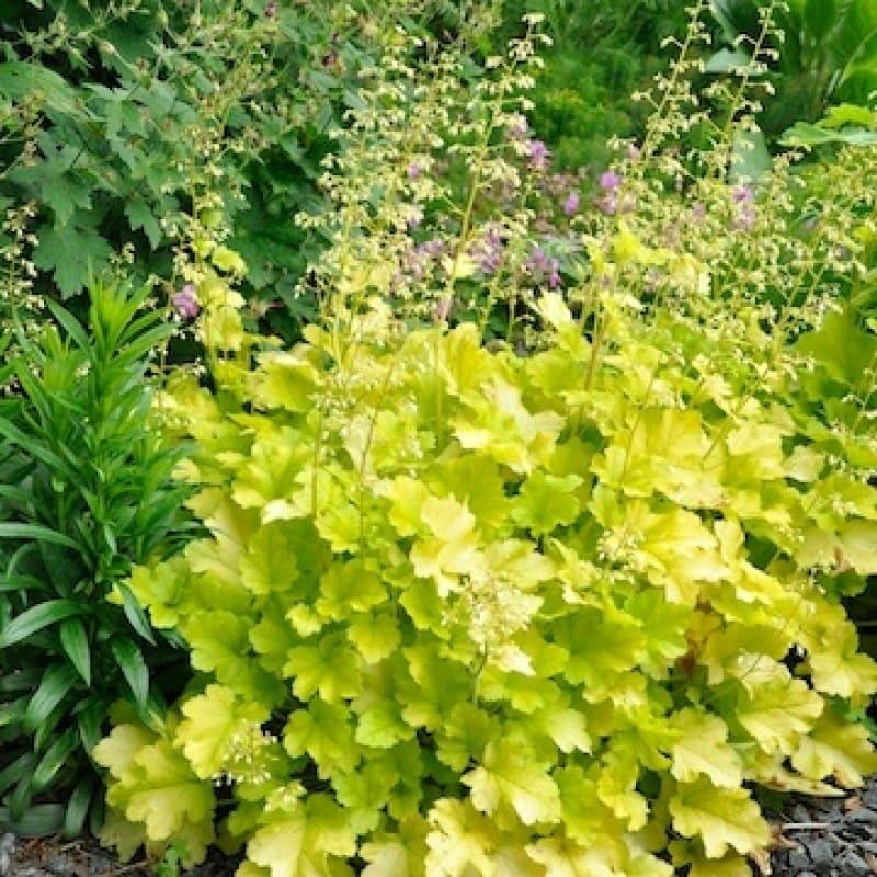 G6379 Heuchera X Lime Marmalade - View 4 from www redcrocus com