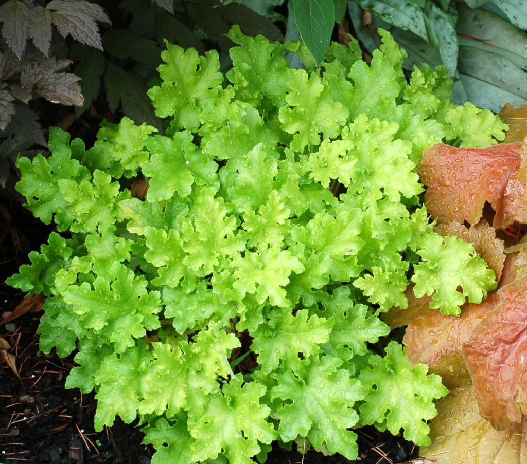 G6379 Heuchera X Lime Marmalade - View 5 from www redcrocus com