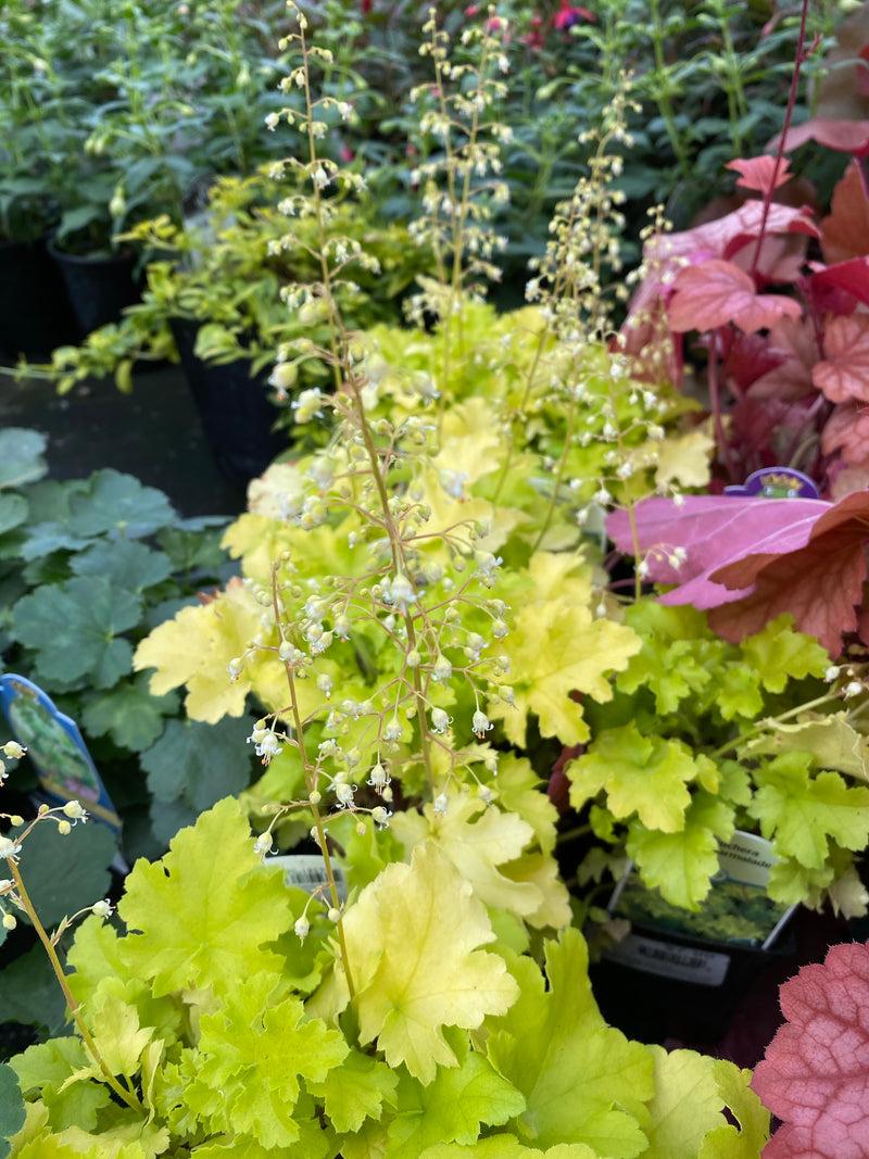 G6379 Heuchera X Lime Marmalade 6 4f9f4637 F656 4315 A2d4 A2ba6e3121e3 from www redcrocus com