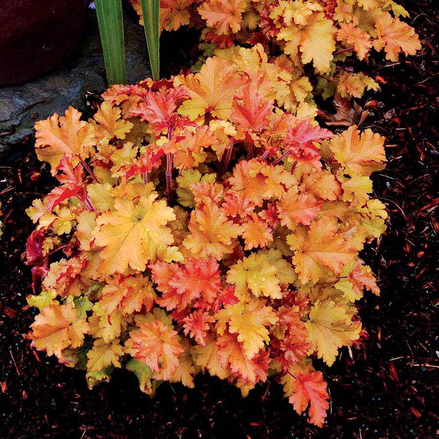 G6379 Heuchera X Lime Marmalade 7 Dea01bfe 88ec 41e5 Be05 6665083e42e4 from www redcrocus com
