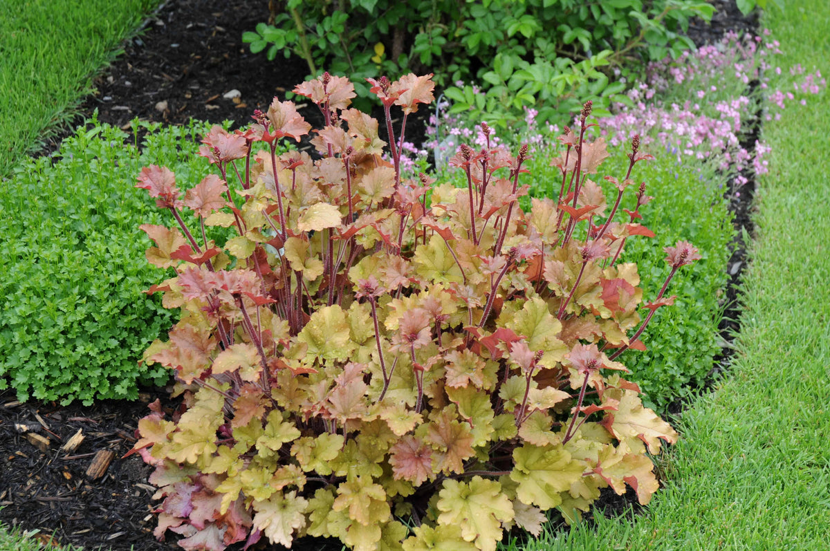 G6379 Heuchera X Lime Marmalade 8 Bbffb815 D949 4396 B724 0f9f16ce481e from www redcrocus com