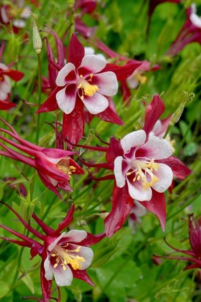 G6390 Aquilegia Kirigami Red And White 13 2d18c923 4171 450a Bfbf 3f72822f71dc from www redcrocus com