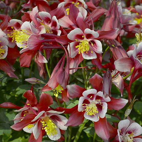 G6390 Aquilegia Kirigami Red And White 4 9a768de4 E8df 4138 Abcf Dfa64dfbd7ad from www redcrocus com