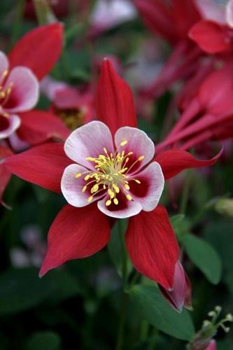 G6390 Aquilegia Kirigami Red And White 7 66e0ff63 0069 43a0 A711 Eefd939828ae from www redcrocus com