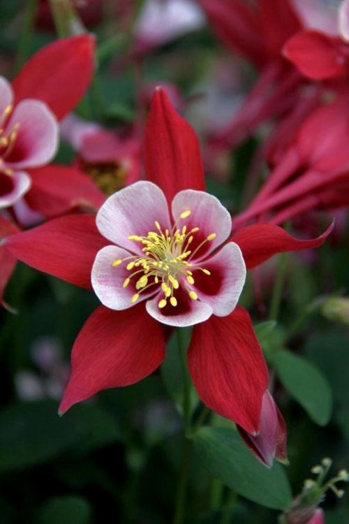 G6390 Aquilegia Kirigami Red And White 8 4b9e1039 8cc6 44ff 8107 9465a46c48fb from www redcrocus com