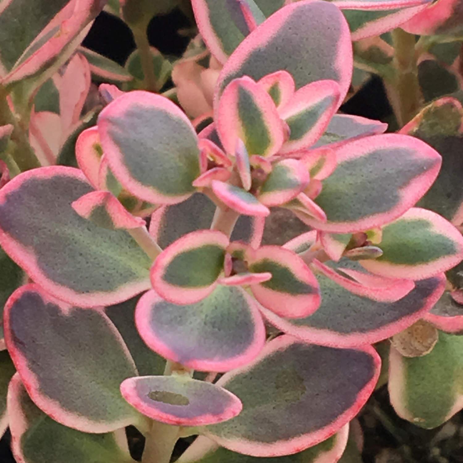 G6408 Sedum Sunsparkler Dream Dazzler 10 A24b987a C26a 4609 8036 376ef759ca13 from www redcrocus com