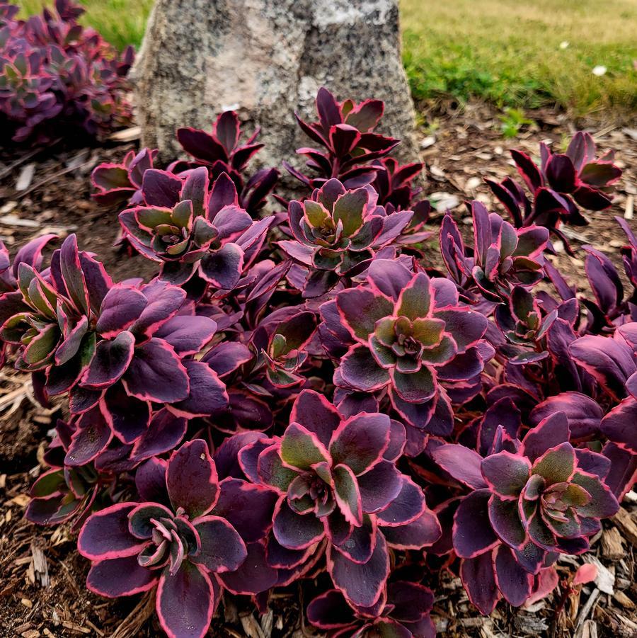 G6408 Sedum Sunsparkler Dream Dazzler 11 54e6ff56 0c14 49f1 8247 E0323b1cf4a9 from www redcrocus com