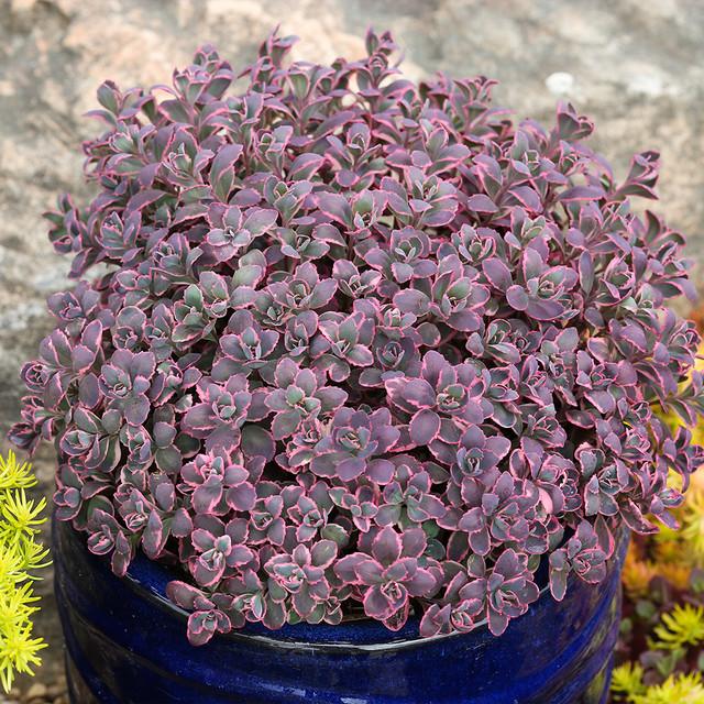 G6408 Sedum Sunsparkler Dream Dazzler 12 118b3ae2 Bb53 4c6b A8e4 10947337cb17 from www redcrocus com