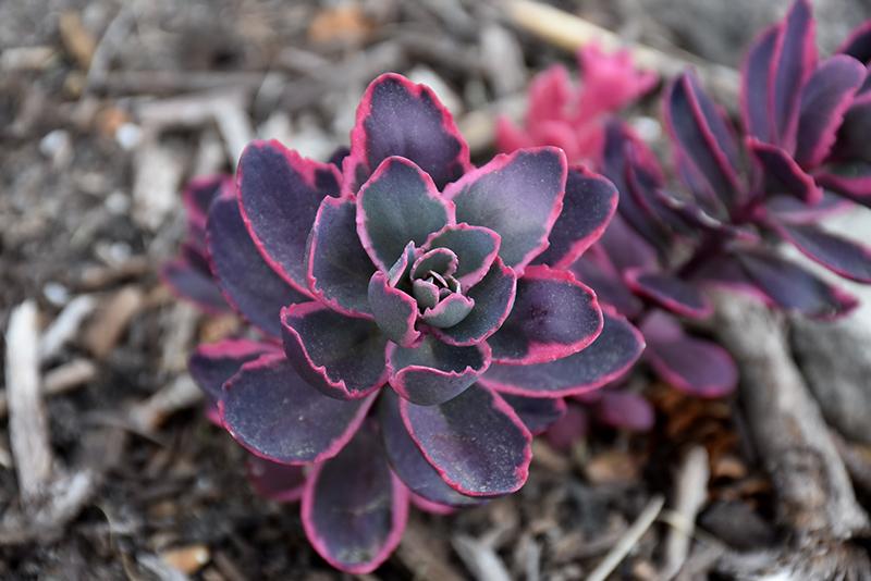 G6408 Sedum Sunsparkler Dream Dazzler 13 C520e19f C312 4f33 B9f3 7ae51c64e103 from www redcrocus com