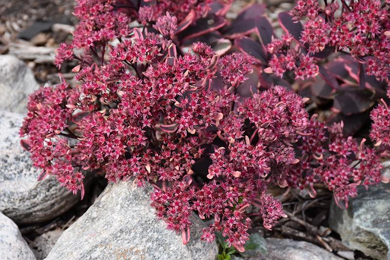 G6408 Sedum Sunsparkler Dream Dazzler 14 3a4ff416 B746 4a29 9528 5e369e7eb3b5 from www redcrocus com