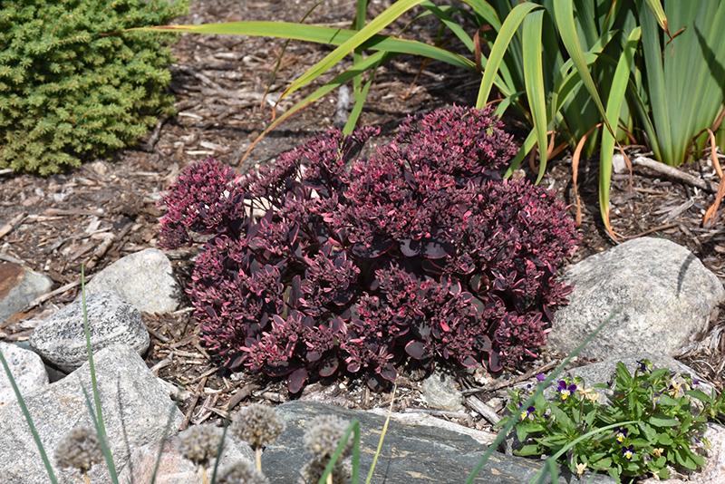 G6408 Sedum Sunsparkler Dream Dazzler 15 0520e941 9851 49ac B4ba 238f53d5f5d5 from www redcrocus com
