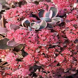 G6408 Sedum Sunsparkler Dream Dazzler 16 C4c1fd6c 4e6a 4a65 862c 7f77efc1724e from www redcrocus com