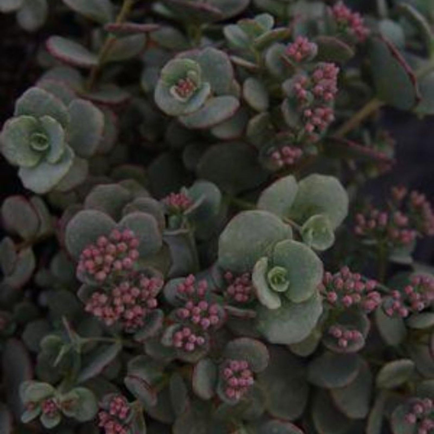 G6408 Sedum Sunsparkler Dream Dazzler 17 29462c28 2037 4c62 Be62 6ebc793ef0a7 from www redcrocus com