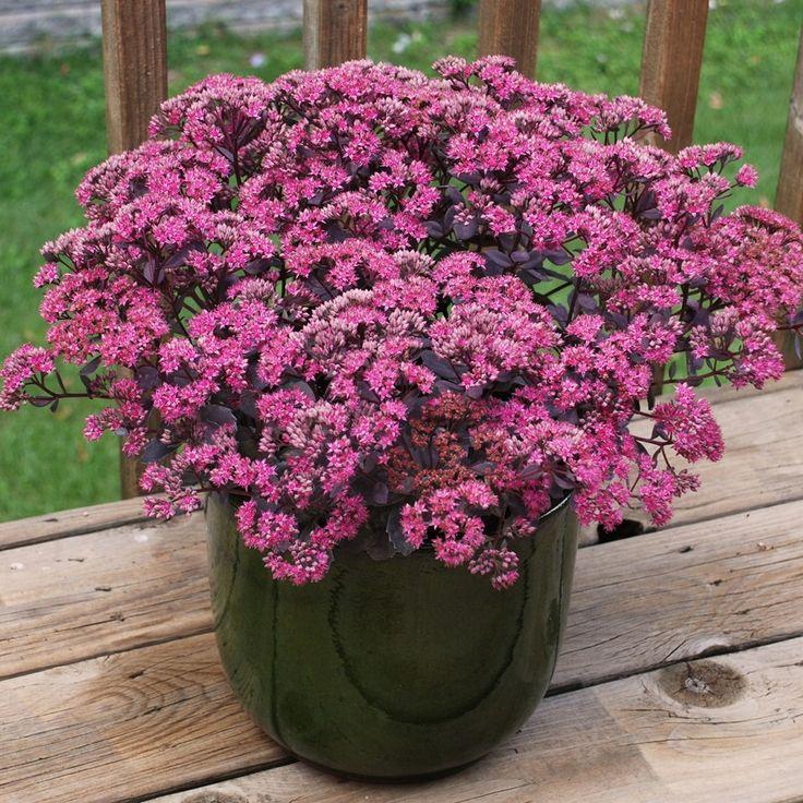 G6408 Sedum Sunsparkler Dream Dazzler 18 2d3238d9 F654 48ca 94d3 94dc7f5376ba from www redcrocus com