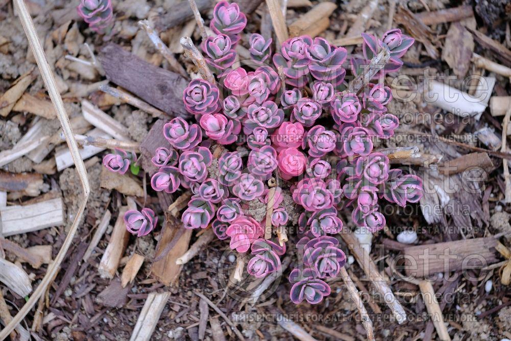 G6408 Sedum Sunsparkler Dream Dazzler 19 B9d1f0bd 069f 424c 90f7 403212625920 from www redcrocus com