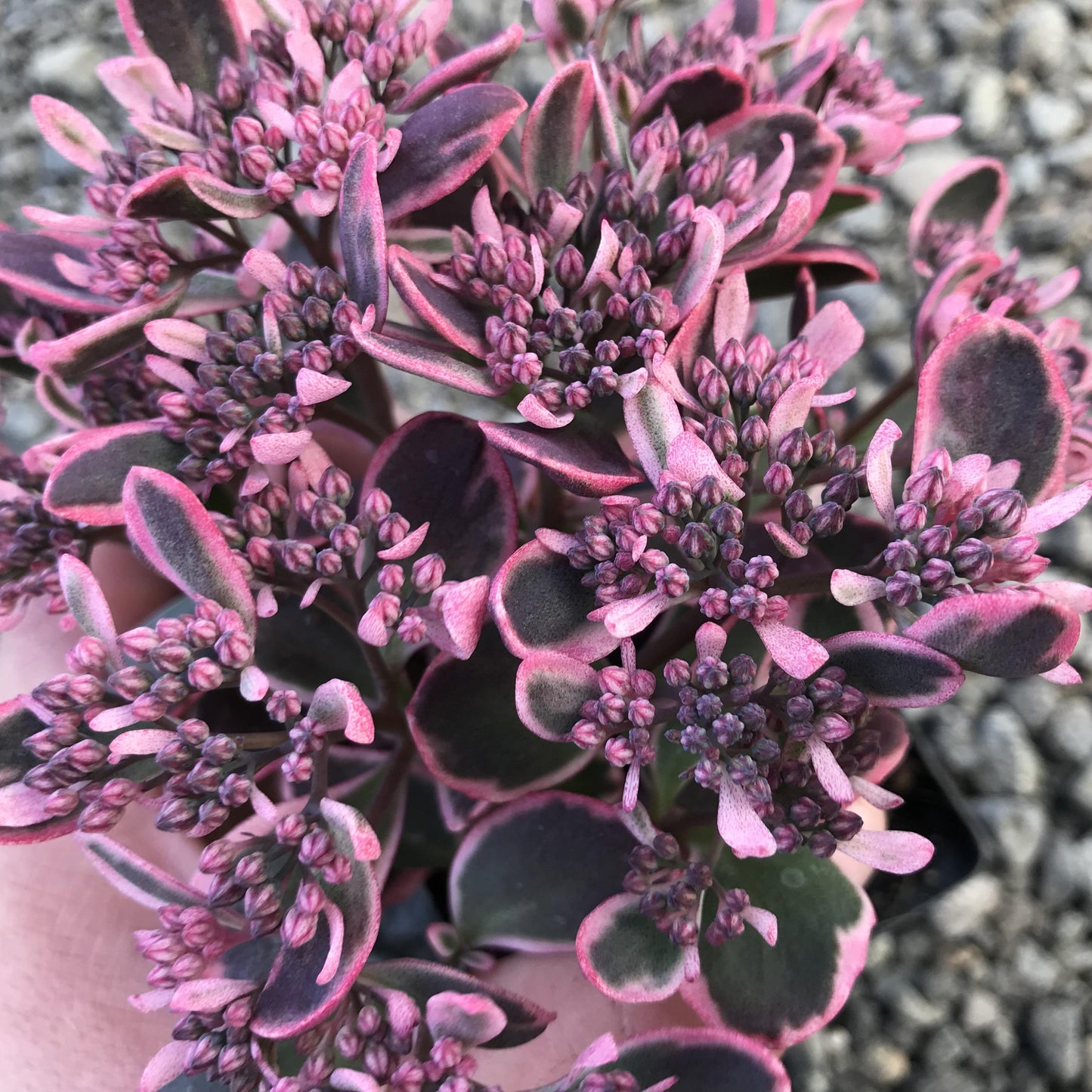 G6408 Sedum Sunsparkler Dream Dazzler 1 Fdfcee22 1345 4e14 B0d4 2aa59ac1f4c4 from www redcrocus com