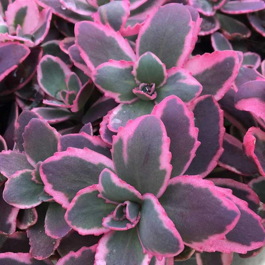 G6408 Sedum Sunsparkler Dream Dazzler 2 05cd56a3 21df 4b51 8093 80d040917b8c from www redcrocus com