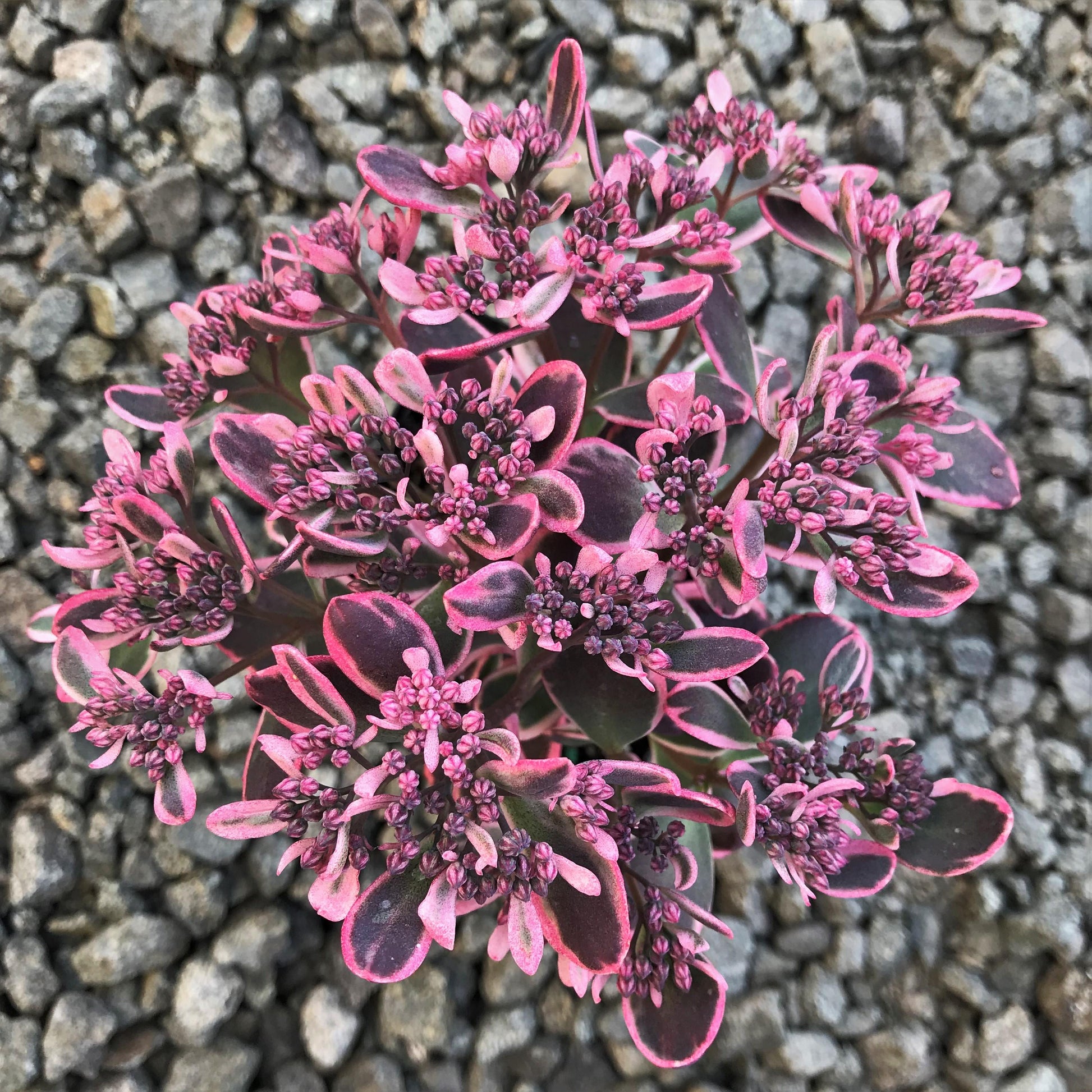 G6408 Sedum Sunsparkler Dream Dazzler 3 Be5c9f20 B93c 46f3 95a9 8a5de998450f from www redcrocus com