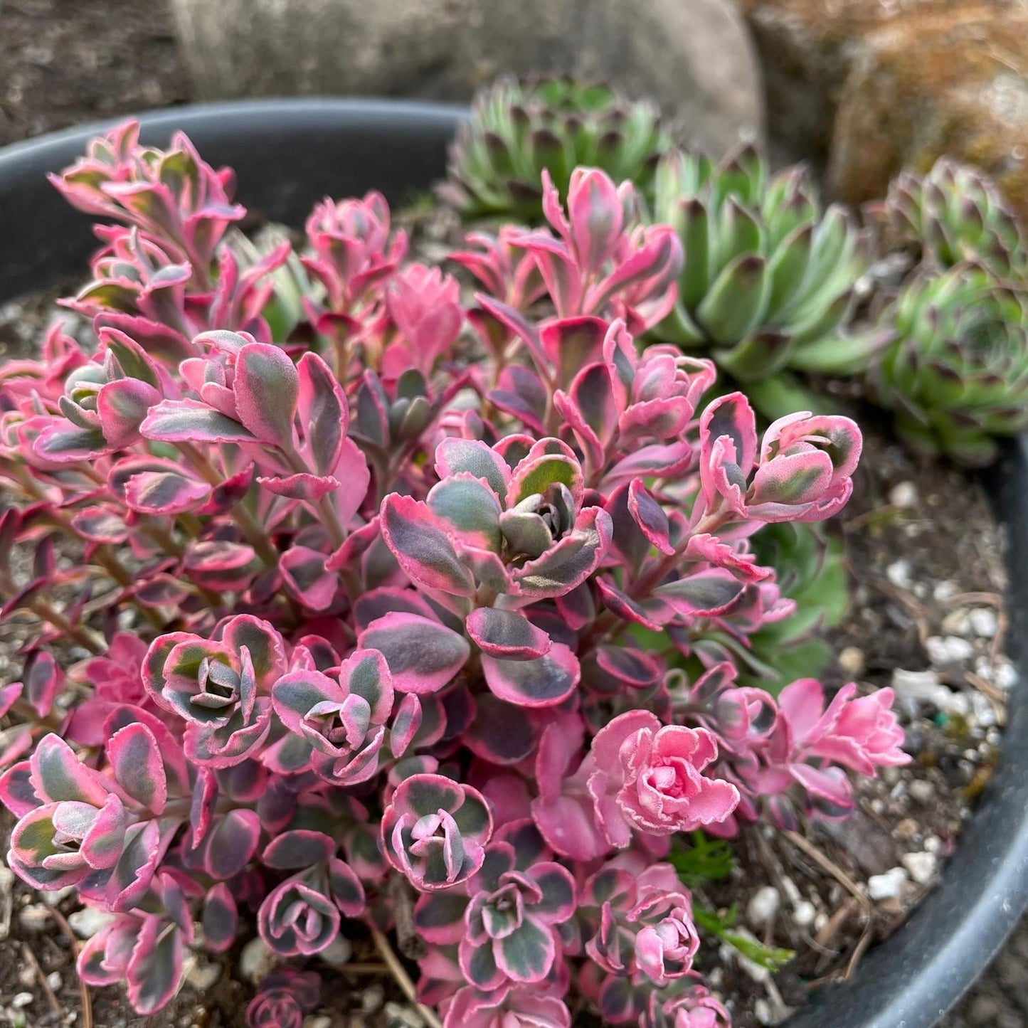 G6408 Sedum Sunsparkler Dream Dazzler 4 01890d48 4d22 43dc 8426 8ada8c7c9784 from www redcrocus com