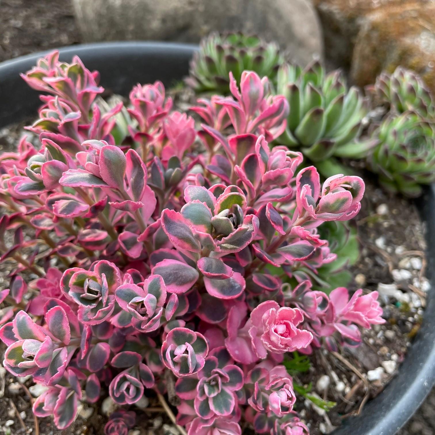 G6408 Sedum Sunsparkler Dream Dazzler 4 01890d48 4d22 43dc 8426 8ada8c7c9784 from www redcrocus com