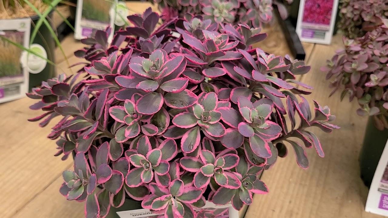 G6408 Sedum Sunsparkler Dream Dazzler 5 D5678fb5 01d3 41a7 9b0f 29c155530ebd from www redcrocus com