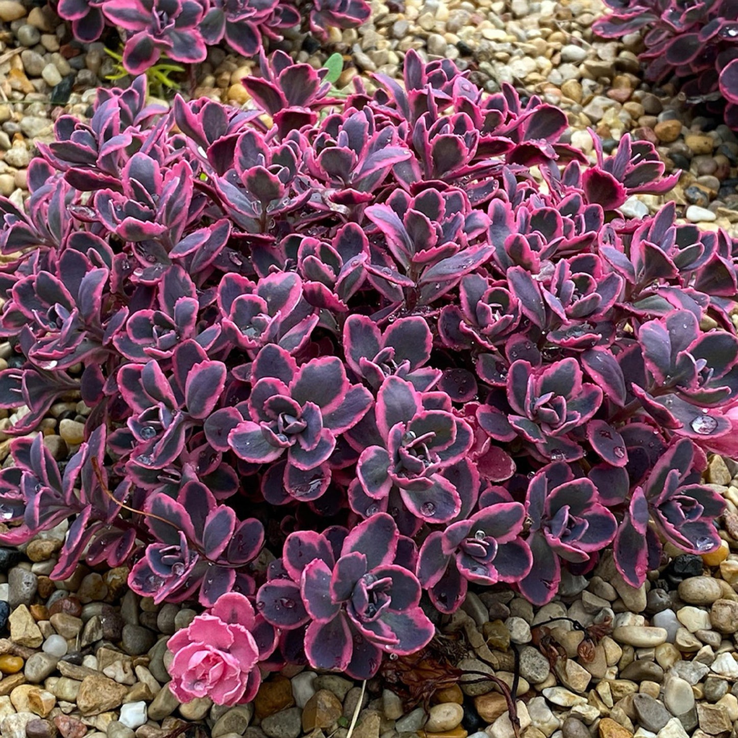 G6408 Sedum Sunsparkler Dream Dazzler 6 8df5e2f2 2d77 409f 9912 F259c90ca322 from www redcrocus com