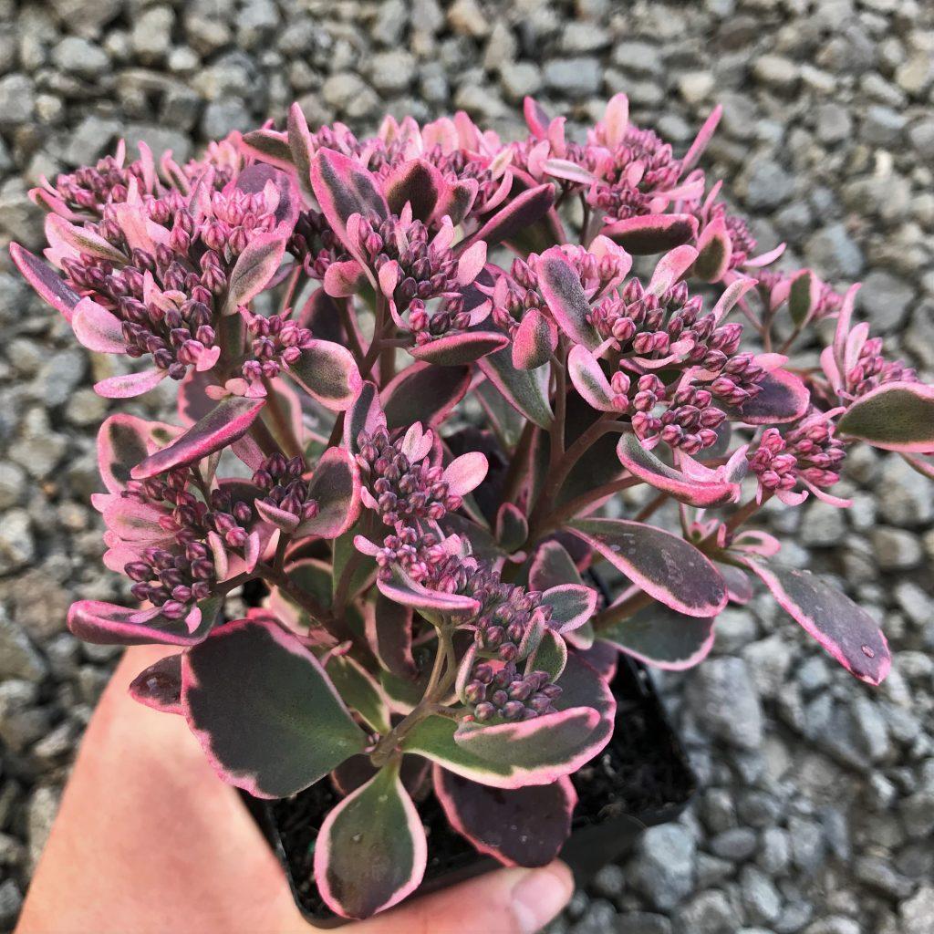 G6408 Sedum Sunsparkler Dream Dazzler 7 Df5401f4 91a1 45fb 81e2 C290ed2e0f49 from www redcrocus com