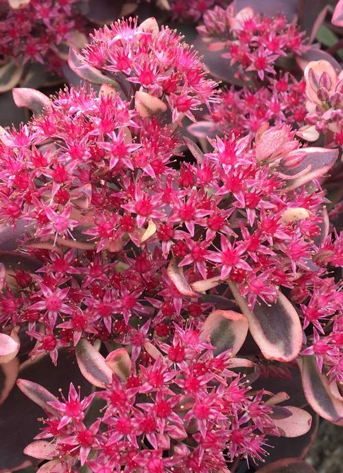 G6408 Sedum Sunsparkler Dream Dazzler 8 253a1d39 D1d5 48d6 991d A625e887957a from www redcrocus com